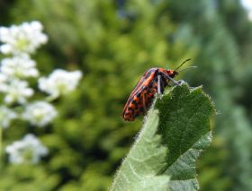 DSCF2416.JPG