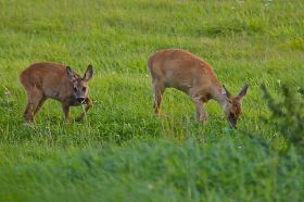 IMG_3622.JPG