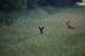 IMG_1535.jpg